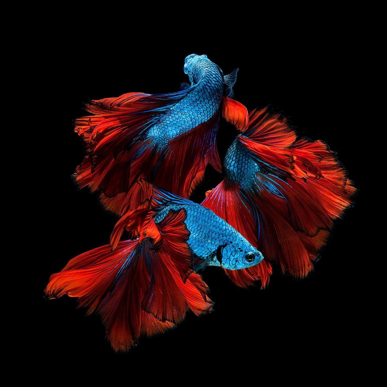 Where Are The Best Betta Fish? Get the info here post thumbnail image