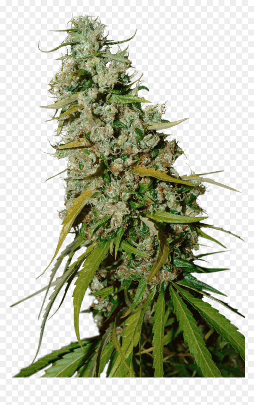 Get to understand the medical benefits of marijuana post thumbnail image