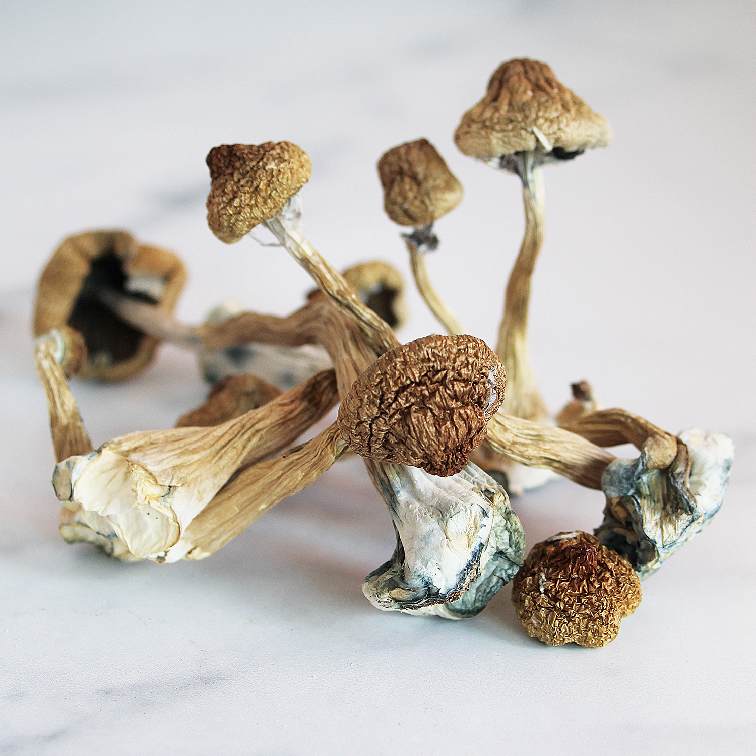 Where can I buy magic mushrooms? post thumbnail image