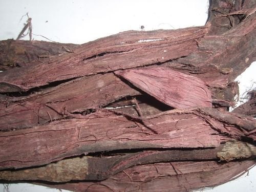 Why do people use Mimosa hostilis root bark post thumbnail image