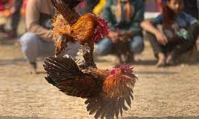 Few Advantages of choosing cockfighting sites post thumbnail image