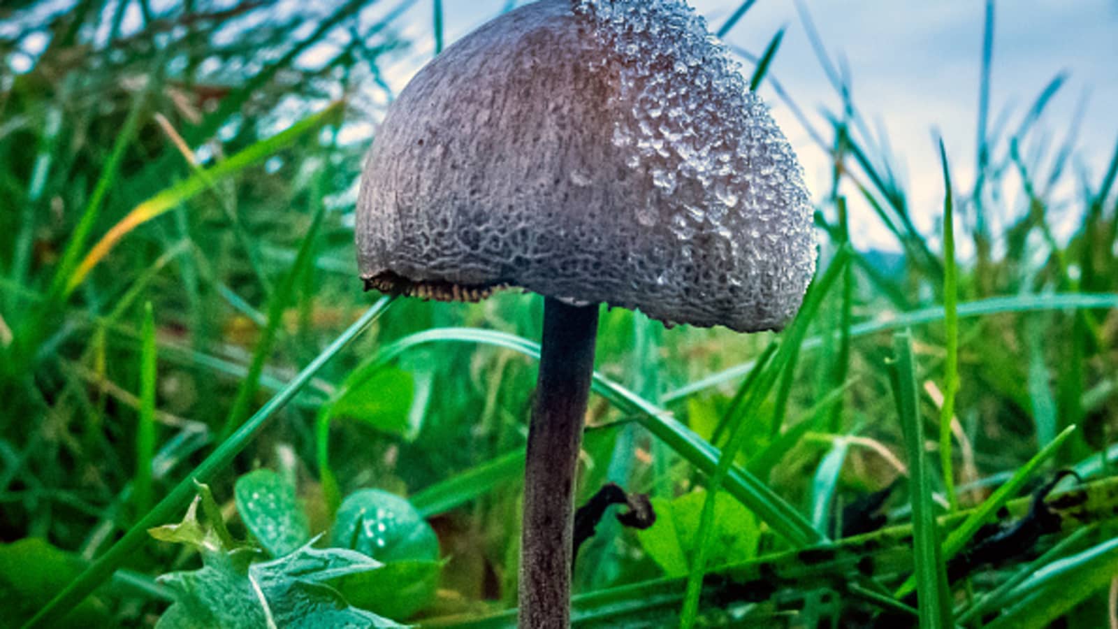 Top Uses of Magic Mushrooms – Florida White post thumbnail image