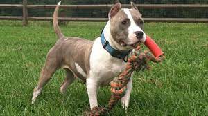 Know the best places for Pit bull training post thumbnail image