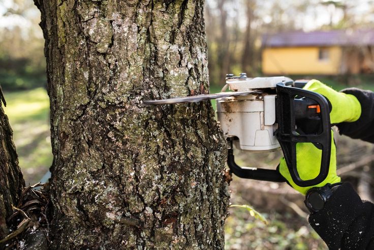 Tree Trimming and Tree Removal Experts Serving Sunshine Coast Residents post thumbnail image