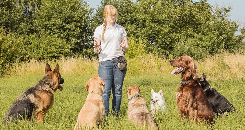 Understanding Canine Communication for Effective Dog Training post thumbnail image