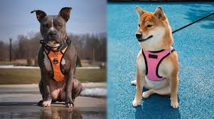 Dogs will never choke themselves regardless of whether they pull if you are using a no pull harness post thumbnail image