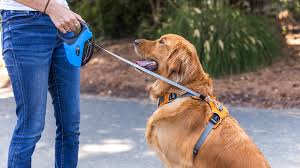 How No pull dog harness Helps make Training a Dog Much easier? post thumbnail image