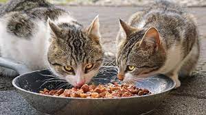 Increase Your Cat’s Diet program with Delicious and Healthy cat nutrition powder post thumbnail image