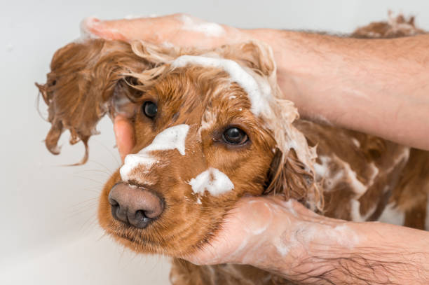 Biodegradable dog shampoos That Won’t Harm the Environment post thumbnail image